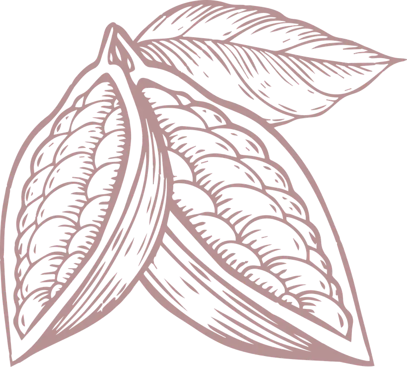 Ilustración de grabado de una mazorca de cacao